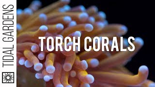 Torch Coral Care Tips [upl. by Nadoj]