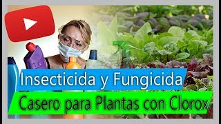 Cómo hacer Insecticida y Fungicida casero para Plantas  Usos del Clorox en el cultivo [upl. by Townie]