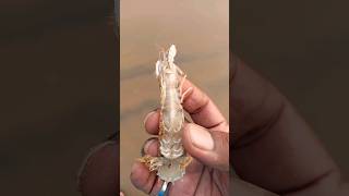 Mantis shrimp  A Hope for life  Sea animals [upl. by Mick258]