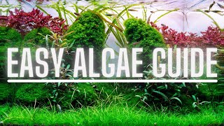 Complete Algae Beginners Guide  Learn ALL The Basics Of The Most Common Types Of Aquarium Algae [upl. by Ollehto]