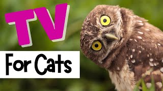 TV for Cats  Relax My Cat  🦉OWLS HOOTING 🦉  Videos For Cats To Watch  CAT TV [upl. by Atirb]