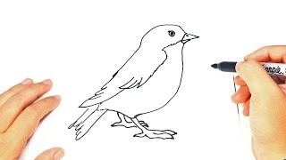 How to draw a Bird  Bird Easy Draw Tutorial [upl. by Ailekat]