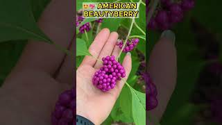 🍇American beautyberry aka Callicarpa americana Purple Bush beautyberry bush [upl. by Popele154]