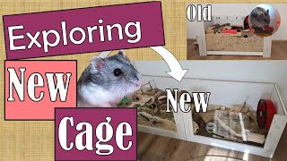 My Hamster Nosey Explores Big New Cage  2000 square inches [upl. by Ashman]