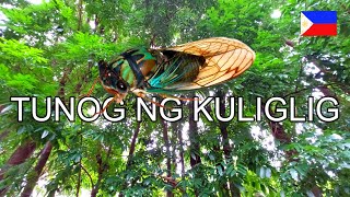 TUNOG NG KULIGLIG SA PROBINSIYA  PHILIPPINES CICADAS NOISE [upl. by Diannne]