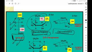 phytochemistry carbohydrate [upl. by Noval]