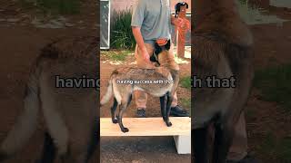 BUILD Your Dogs Confidence with This Dog Training Technique shorts dogoftheday [upl. by Eelidnarb95]