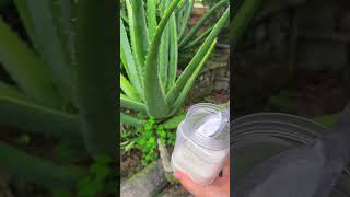 How to care for a growing aloe vera plant aloevera shorts [upl. by Aseret]