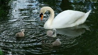 Yarwell Mill and River Nene Photos Part 2 of 4 [upl. by Sion]