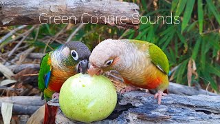 Green Conure singing sounds  My green cheek conure parrot bird singing sounds in the forest [upl. by Ranger]