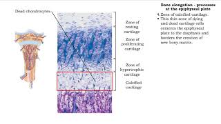 Bone elongation  processes at the epiphyseal plate [upl. by Verene]