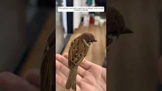 This woman rescued a sparrow in danger and raised it with love animalshorts shortvideo [upl. by Ydnam]