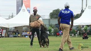 VIP security dogs [upl. by Steiner]