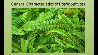 General Characteristics of Pteridophytes  For BSc and MSc  ALL ABOUT BIOLOGY  BY JYOTI VERMA [upl. by Bouldon]