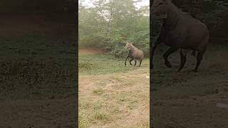 funny funnybakra comedymemes comedy bakr funnymemes freefire animals [upl. by Meridel]