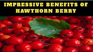 9 Impressive Health Benefits of Hawthorn Berry [upl. by Neddy406]