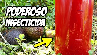 ¡El Mejor INSECTICIDA CASERO que Existe Combate Tus Plagas Con HUESO de 🥑  La Huerta de Ivan [upl. by Olia]