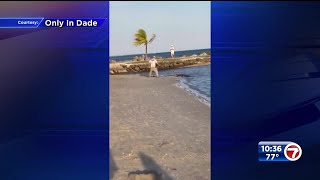 FWC official pulls gator from water at Matheson Hammock Park [upl. by Mouldon162]