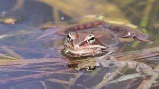 Wood Frog calling [upl. by Nerret135]