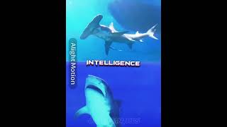 Tiger Shark vs Great Hammerhead Shark shark edit debateedit vs hammerheadshark whales orcas [upl. by Bedell]