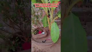 Bageshwar dhamबागेश्वरTulsi Matadev uthni ekadashivideo like comment subscribe maychannel [upl. by Yasmin]