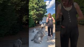 Trained Wolfhound 😄 irishwolfhound [upl. by Suzette]