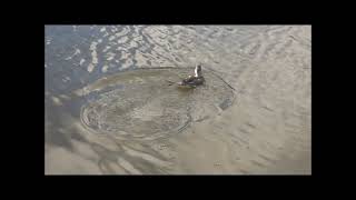 Long tailed duckboating lake Newquay Nov24 [upl. by Dolley]