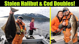 A Stolen Halibut and Double Cod Doubles Halibut Fishing  Juneau Alaska MAY 2024 fishing [upl. by Nnylidnarb]