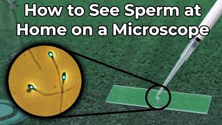 How to See Sperm at Home Under a Microscope [upl. by Quarta278]