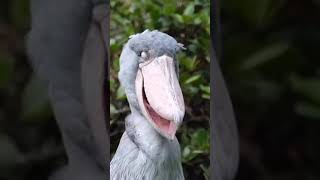 Shoebill Stork  Shoebill Sounds Like Machine Gun shoebill shoebillstork birds 1minuteknowledge [upl. by Daza]