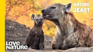 Baby Hyena Loves To Play With Mom  Nature of the Beast  Love Nature [upl. by Dierdre552]