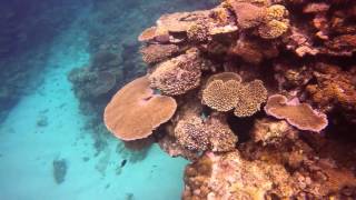 Reef Snorkeling at Fiji Octopus Resort [upl. by Eatnwahs825]