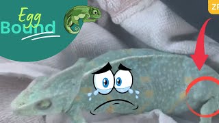 My Chameleon is Egg Bound  What Do I Do [upl. by Oilenroc]