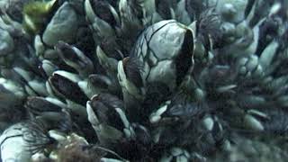 gooseneck barnacle [upl. by Baryram]