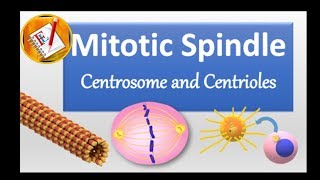 Spindle Centrosome centrioles chromosomal segregation [upl. by Eerdna]