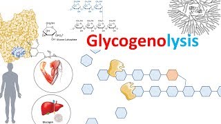 Glycogenolysis and its regulation [upl. by Magnus]