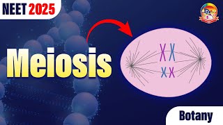 Meiosis  Cell Division  NEET Botany  NEET 2025 srichaitanyagosala [upl. by Zoie992]