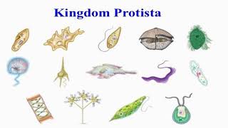 Bacteria Protists and Fungi [upl. by Lramaj]