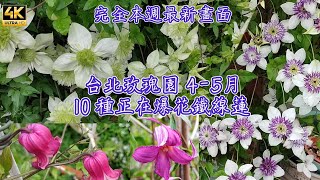 10種鐵線蓮 Clematis 10 varieties [upl. by Iatnohs]