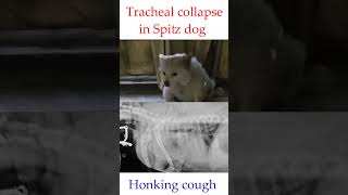 Tracheal collapse in a Spitz doghonking coughtracheal narrowingdrrbkushwaha [upl. by Anelhtac672]