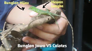 Unboxing Bunglon Hijau Langka Karena Ekpansi Kadal Alien Calotes Versicolor [upl. by Isia629]