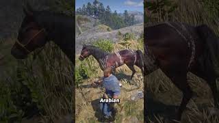 Arabian horses in red dead redemption 2 🏇 [upl. by Armilda]