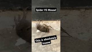 Spider devours mouse in absolutely insane encounter [upl. by Florie723]