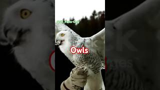 Facts About Night king Owls🦉🦉facts shortsfeed shorts viralshorts youtubesearchytshorts owls [upl. by Gyimah644]