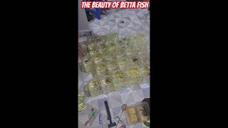 the beauty of betta fish bettafish bettafishvideo bettafishcommunity bettafishindonesia [upl. by Annoiek423]