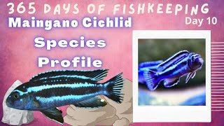 How to Maingano Cichlid  Care Guide [upl. by Janenna]