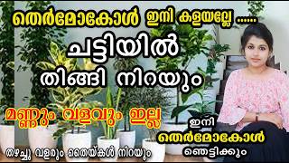 വീട്ടിൽ തെർമോക്കോൾ ഉണ്ടോ മണ്ണും വളം വേണ്ട potting mixmalayalam [upl. by Ynnhoj]