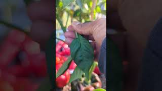 This is Stopping your Peppers From Turning Ripe  Do This NOW  tips gardening garden [upl. by Ansilme]