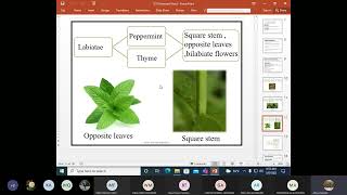 Phytochemistry  Lecture 2 832022 [upl. by Boothe461]