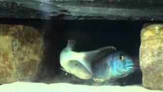 Buccochromis Lepturus [upl. by Anale]